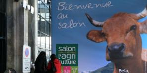 Épargnez la vache Bella qui représente le Salon de l'Agriculture 2014