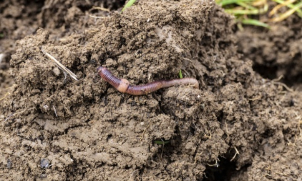 Les intestins de la terre en voie de disparition ?