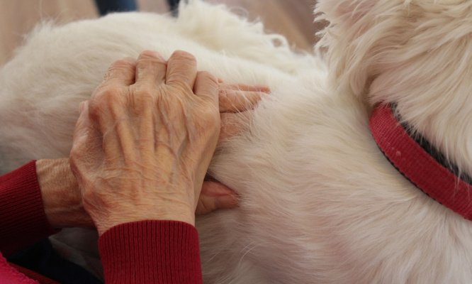 Pour que les personnes âgées qui doivent se rendre en maison de retraite puissent emmener avec elles leur animal de compagnie.