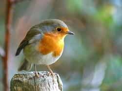 Pour la sauvegarde globale de toutes les espèces d'oiseaux !