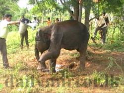 Non aux explosifs dans les légumes pour tuer les animaux