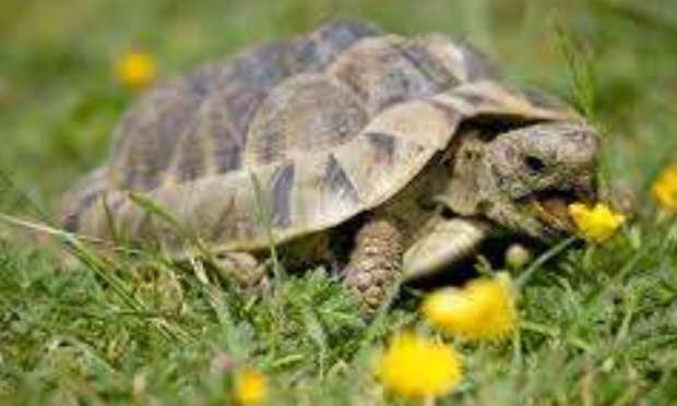 Nommer les tortues tortouze