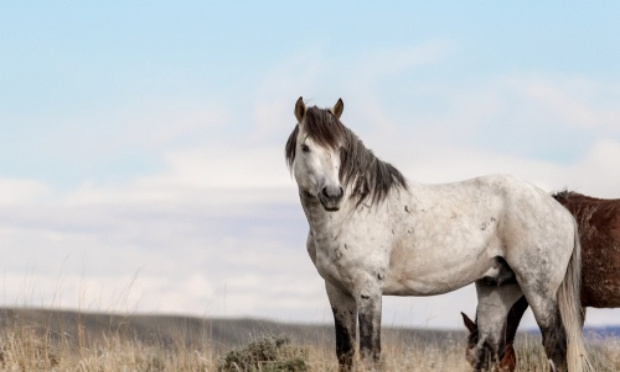 Mettre fin à l'hécatombe des chevaux quaddedus qui meurent de faim et de soif en été et ceci dans l'indifférence générale !