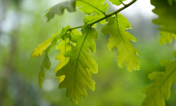 Sauvez un espace vert et son chêne centenaire du quartier petit bois à Toulon !