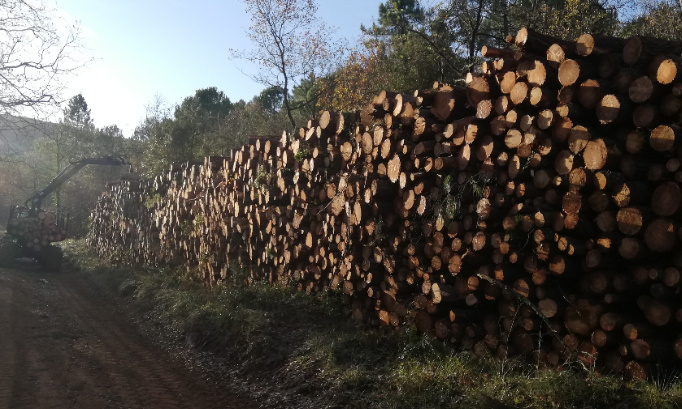 Stop au massacre de la forêt de Saint Quinis à Camps la Source