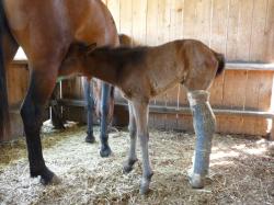 Stop aux moniteurs d'équitation violents avec les chevaux
