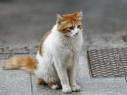 A Nice des dizaines de chats disparaissent