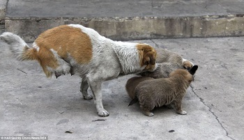 Sauvons Shi Bao, chienne courageuse à deux pattes et ses chiots