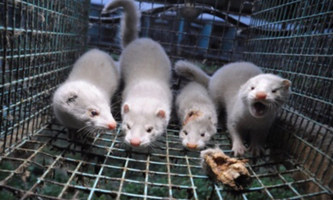 Fermeture de l’élevage de visons en Eure-et-Loire suite à l’abattage de 1000 visons !