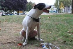 Demande d'aménagement d'un parc à chiens à Saint-Lin-Laurentides