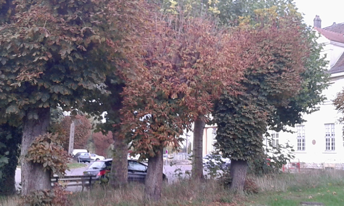 Non à la destruction des arbres centenaires de la place de la gare à Novéant-sur-Moselle