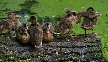 Abolition de la chasse aux canards au Domaine de Rovorée, en Haute-Savoie (74)