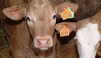 Non à l’élevage de veaux destinés à la boucherie à Hervelinghen