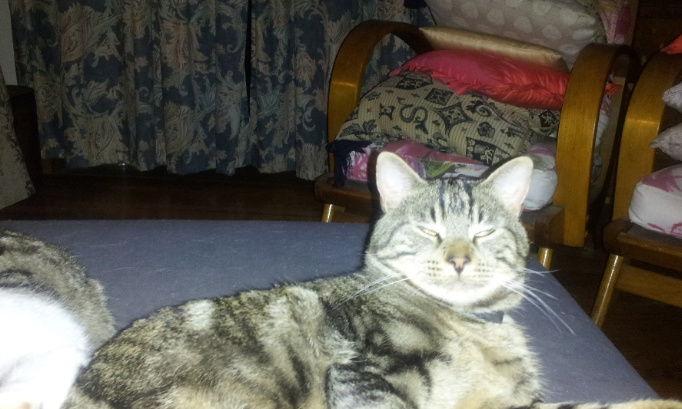 Lutte pour un registre animalier aux Mairies