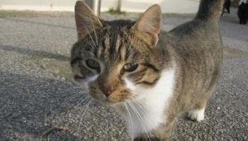 Contre la capture de chats errants du 17 au 21 mars aux Angles !