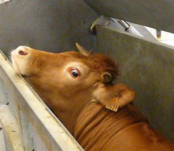 Pour la fermeture définitive des abattoirs !