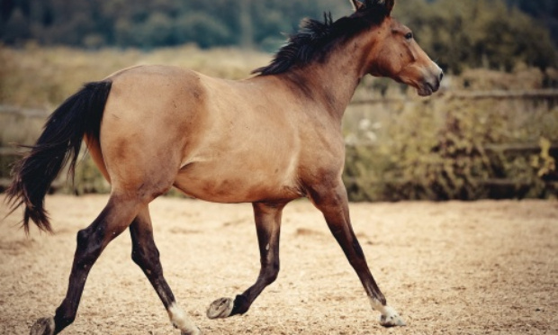 Justice pour Jasmine abattue par un chasseur d'une balle dans la tête