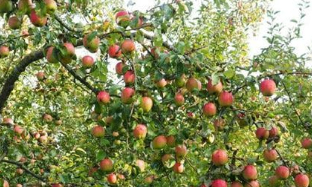 Reboiser le monde d'arbres fruitiers