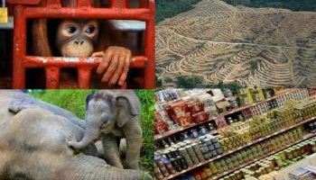 Stop au lobby de l'huile de palme par les multinationales !