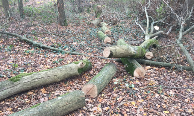 Non à la construction de la route de Felgueiras à Pont-Sainte-Maxence, un projet inutile et écocide.