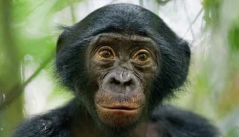 Changeons le statut des grands singes afin de les sauver !