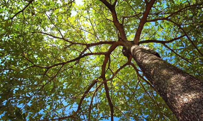 Souhaitez-vous des arbres près du Delhaize de Beersel ?