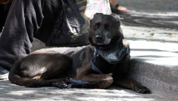 Stop aux animaux utilisés pour la mendicité à Lyon !