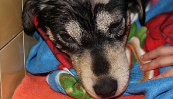 Condamnation exemplaire pour le tortionnaire de Pépette !