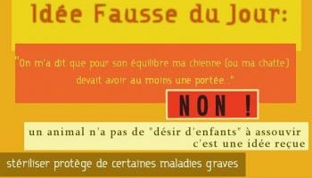 Pour la stérilisation des chats à Lille