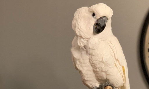 Droits des perroquets