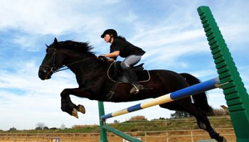 Pour faire passer le cheval d'animal de rente à animal de compagnie !