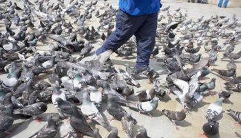 Non au tir des pigeons de Barbaste à la carabine par arrêté du maire !