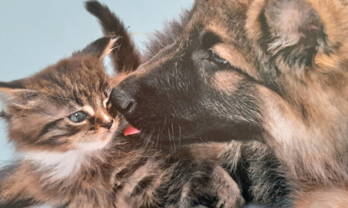 Secrétaire d'état pour les animaux de compagnie