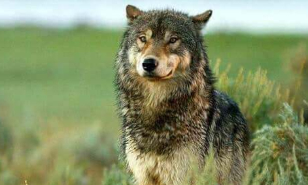 Non aux tirs des loups en Deux-Sèvres !