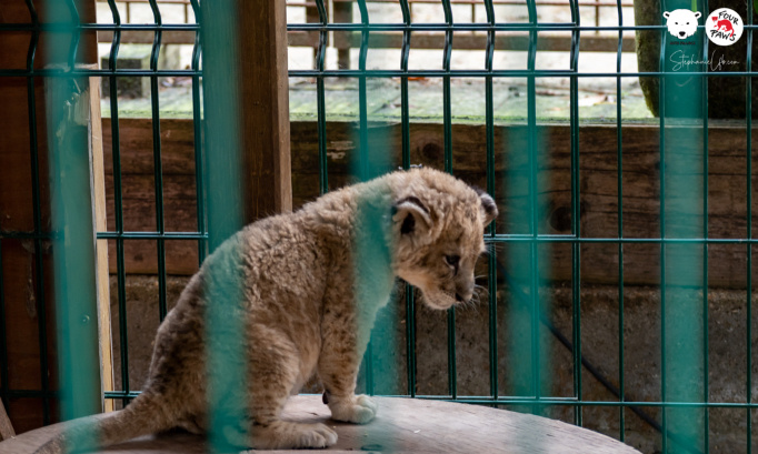 Fermeture des faux-sanctuaires pour animaux sauvages en France