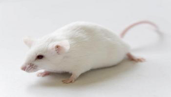 N’enseignons pas à nos enfants la cruauté des expériences animales au collège !