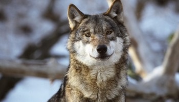 Sauvez le loup du Fenouillet du Razes dans l'Aude !