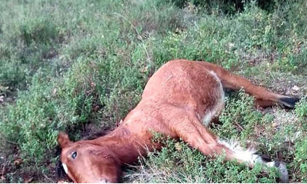 Suspension de la chasse