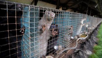 Contre l'ouverture d'une gigantesque ferme d'élevage de 18 000 visons à Virton (Belgique) !