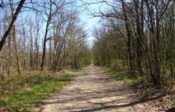 Pour une enquête sur l'abandon mortel d'un chien en forêt de Bouconne