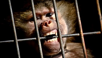 Pour l'arrêt des cirques avec animaux sauvages à Dunkerque !