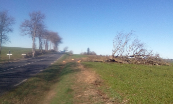 Replanter les arbres d'alignement abattus au titre de l'Article L350-3 du Code de l'environnement