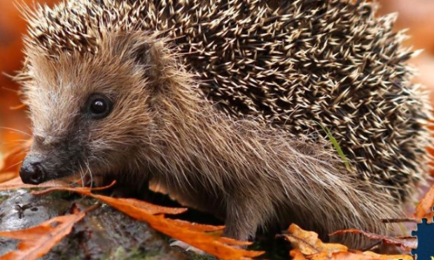 STOP aux souffleuses de feuilles