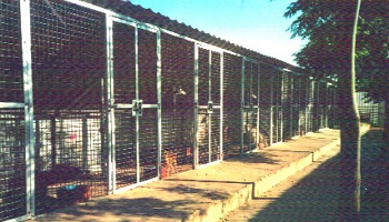 Aidez Colette D. à faire justice pour son chien assassiné et à récupérer ses autres chiens en danger !