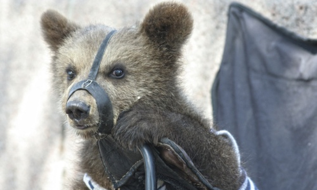 Interdire les animaux sauvages dans les cirques
