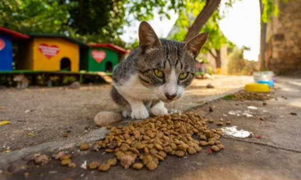 Enquêter sur la disparition des chats abandonnés, perdus, errants de la ville, et le gazage des pigeons !