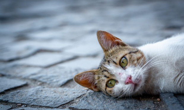 Enquêter sur la disparition des chats errants de la ville, et le gazage des pigeons.