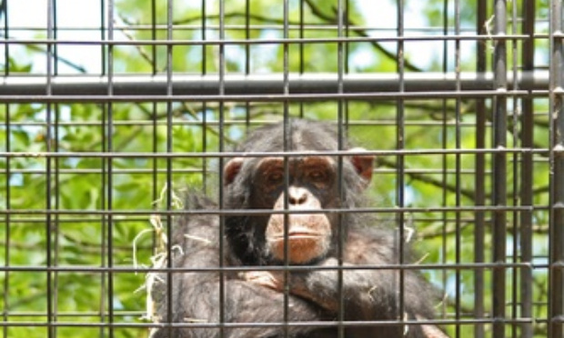 Stop aux transports de singes pour les laboratoires !