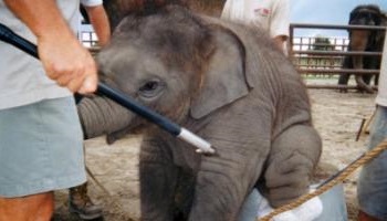 Center Parcs trompe ses clients : un éléphant est contraint d'animer au parc de Verneuil-sur-Avre !