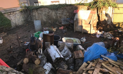 Conditions insalubres/Sauvetage Animaux/Knutange